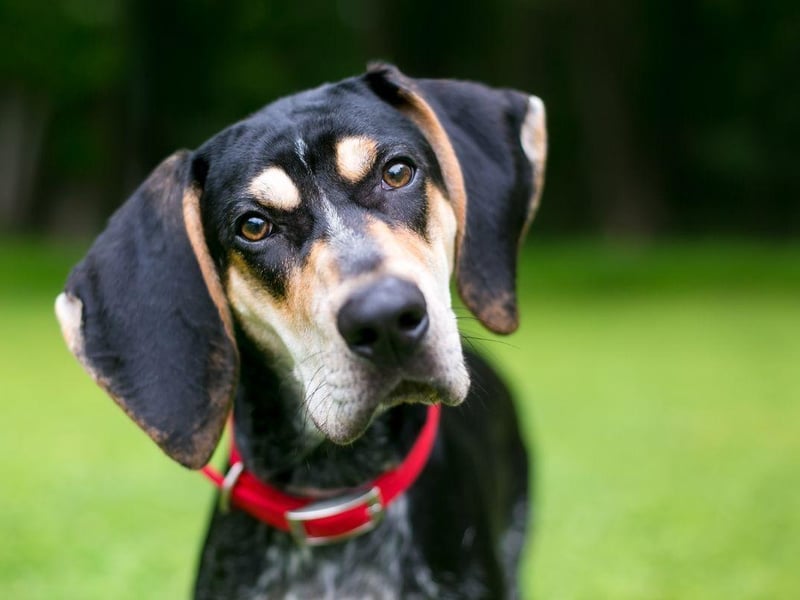 Tennessee only recently announced that the Bluetick Coonhound would be its state dog - in 2019. They are one of several American-bred dogs used to hunt racoons.