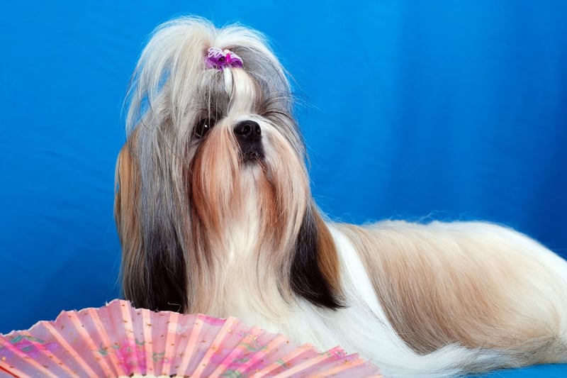 The Shih Tzu is a delicate breed that requires fairly gentle handling. They also tend to get under your feet, meaning that a slightly careless child can easily cause an accidental injury.
