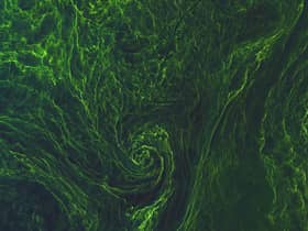 Work to create algae in the Southern Ocean to soak up carbon has come with a fresh, unexpected set of problems. PIC: Contributed.