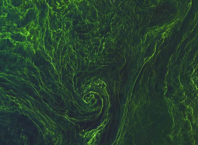 Work to create algae in the Southern Ocean to soak up carbon has come with a fresh, unexpected set of problems. PIC: Contributed.