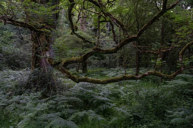 Over 12 chapters and various interludes, Daniel Mason's novel scrolls across centuries and seasons in the woods PIC: Getty