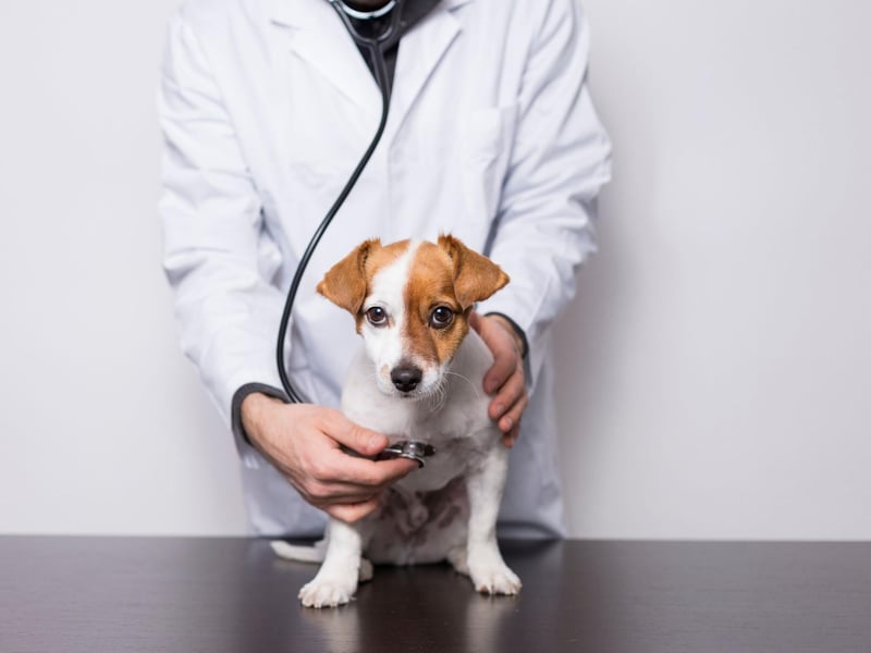 Most dogs have naturally pink gums - with a few born with black gums. If the colour changes to red, white, blue or purple your pup needs to be seen to urgently. It's a serious symptom of conditions like poisoning, intestinal parasites and immune system problems.