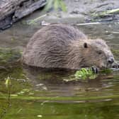 Next steps could see beavers return to the Cairngorm National Park by this Autumn. (Pic: Elliot McCandless)