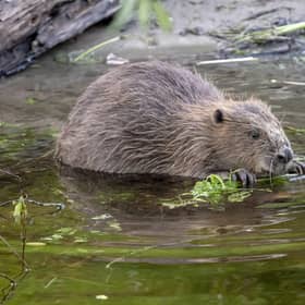 Next steps could see beavers return to the Cairngorm National Park by this Autumn. (Pic: Elliot McCandless)