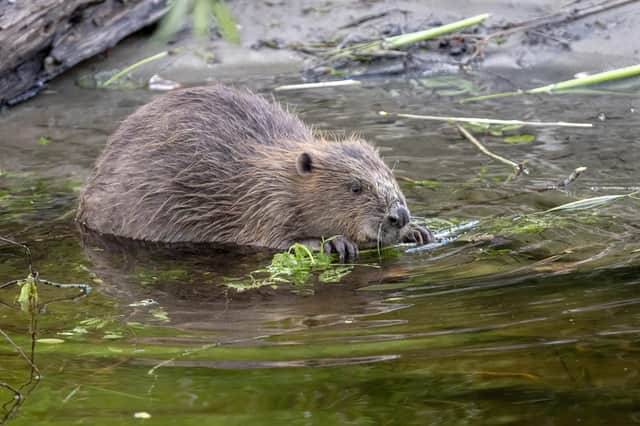 Next steps could see beavers return to the Cairngorm National Park by this Autumn. (Pic: Elliot McCandless)