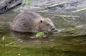 Next steps could see beavers return to the Cairngorm National Park by this Autumn. (Pic: Elliot McCandless)