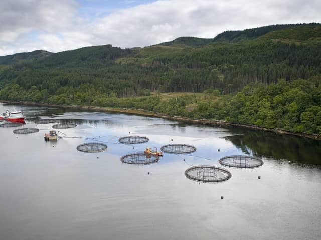 The trade body says the report comes amid calls for an overhaul of the 'cluttered' regulatory and planning system for salmon farming. Picture: Robert Paterson.