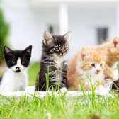 These are the 10 most expensive breeds of cat.