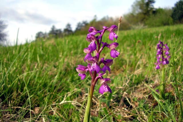 Orchids have a reputation for bing rare and exotic plants - so it comes as a surprise to some that several species are native to Scotland. The first of the year to flower is the delicate early purple orchid which, among other areas, can be seen in the Loch Lomond & The Trossachs National Park by the end of April.