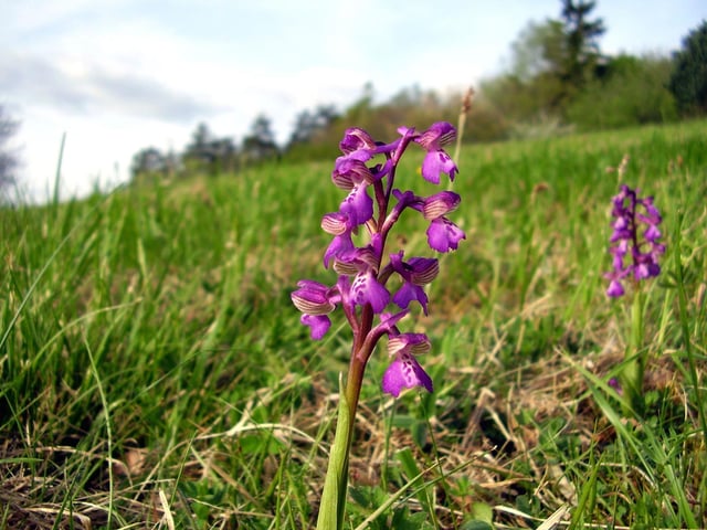 Orchids have a reputation for bing rare and exotic plants - so it comes as a surprise to some that several species are native to Scotland. The first of the year to flower is the delicate early purple orchid which, among other areas, can be seen in the Loch Lomond & The Trossachs National Park by the end of April.
