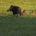 Feral pigs, otherwise referred to as wild boar, pictured in Germany. Scotland is seeing increasing numbers of feral pigs similar to the ones pictured (pic: Sean Gallup/Getty Images)