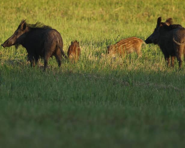 Feral pigs, otherwise referred to as wild boar, pictured in Germany. Scotland is seeing increasing numbers of feral pigs similar to the ones pictured (pic: Sean Gallup/Getty Images)