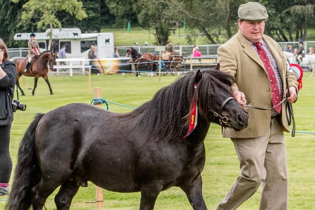 Harry Sleigh showing one of his Shetland ponies