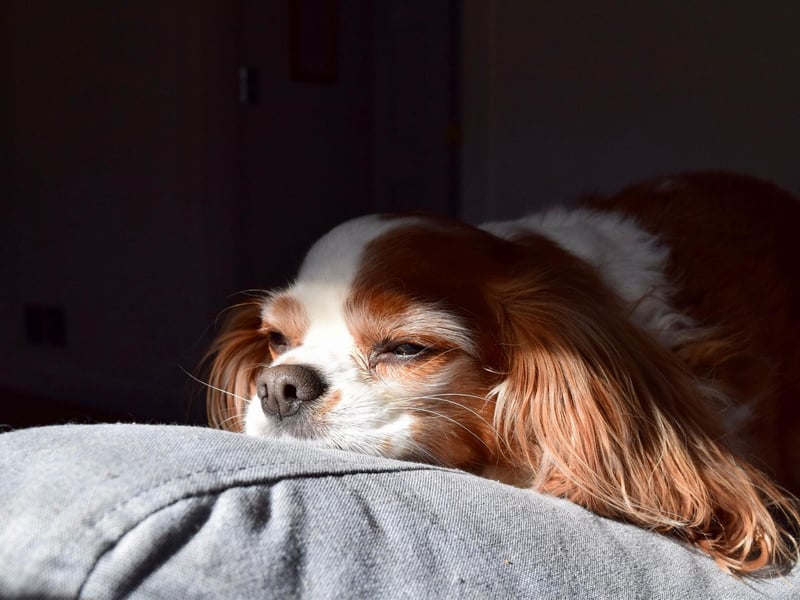 A couple of laps of the living room is often enough exercise for a Cavalier King Charles Spaniel - then a quick nap on the couch to recover.