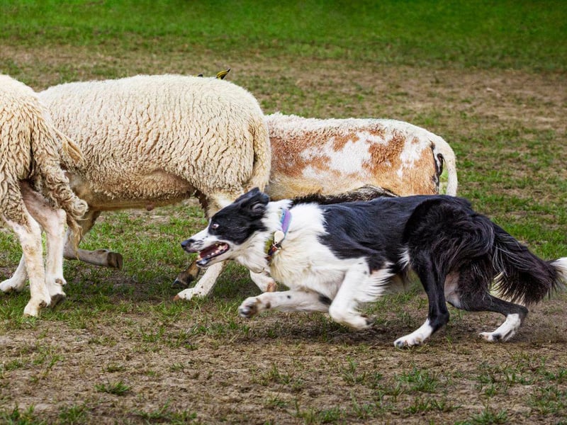 The Border Collie is a sheep herding machine. In fact, it'll herd pretty much anything, including children, making it a great family dog.