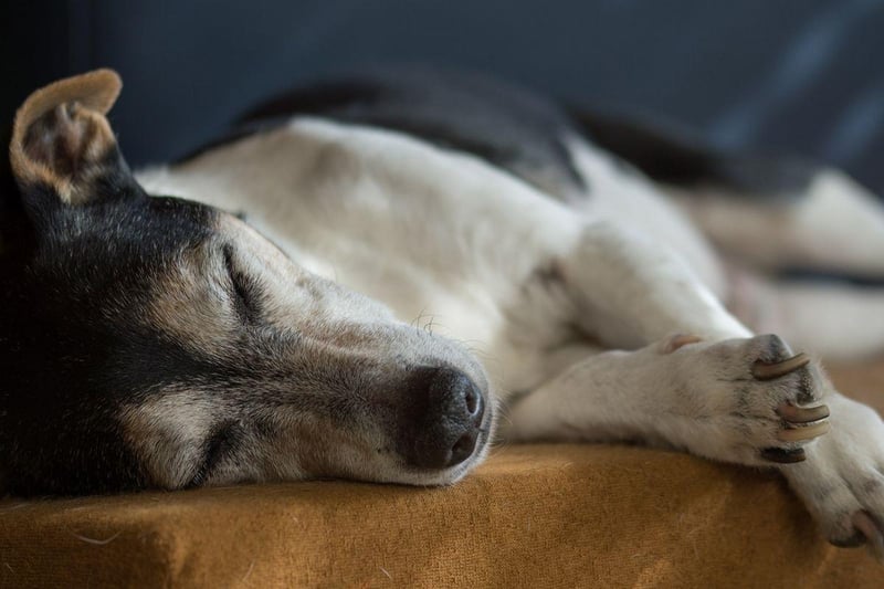 Another small dog with a long life, the Jack Russell can also live for up to 20 years, although tend to average a lifespan closer to 16 years.
