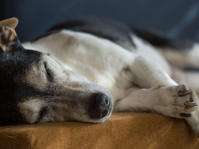 Another small dog with a long life, the Jack Russell can also live for up to 20 years, although tend to average a lifespan closer to 16 years.