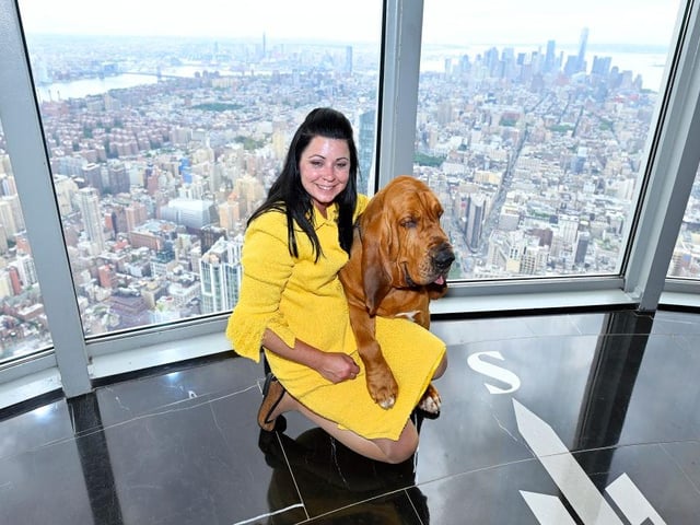 Westminster Dog Show Best in Show Winner Trumpet the Bloodhound and Heather Helmer enjoy the view from the Empire State Building.