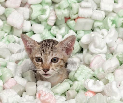 Ever wondered why your cat gets the zoomies all of a sudden? This may explain it...Cr: Getty Images/Canva Pro