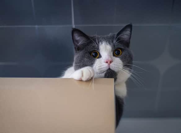 Why do cats get the zoomies? Cr: Getty Images/Canva Pro
