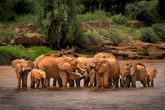 A herd of red elephants bathing in the water during one of the Touch The Wild Green Season tours of Kenya - Touch The Wild