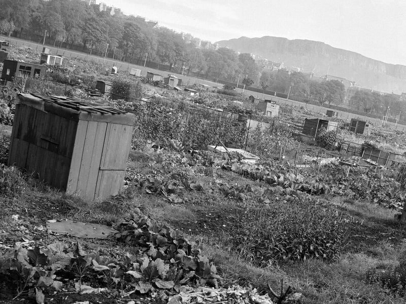 Prior to 1966, much of the East Meadows was given over to allotments where local residents could grow fruit, veg and flowers. This picture, with Arthur's Seat in the background, was taken in October 1960.