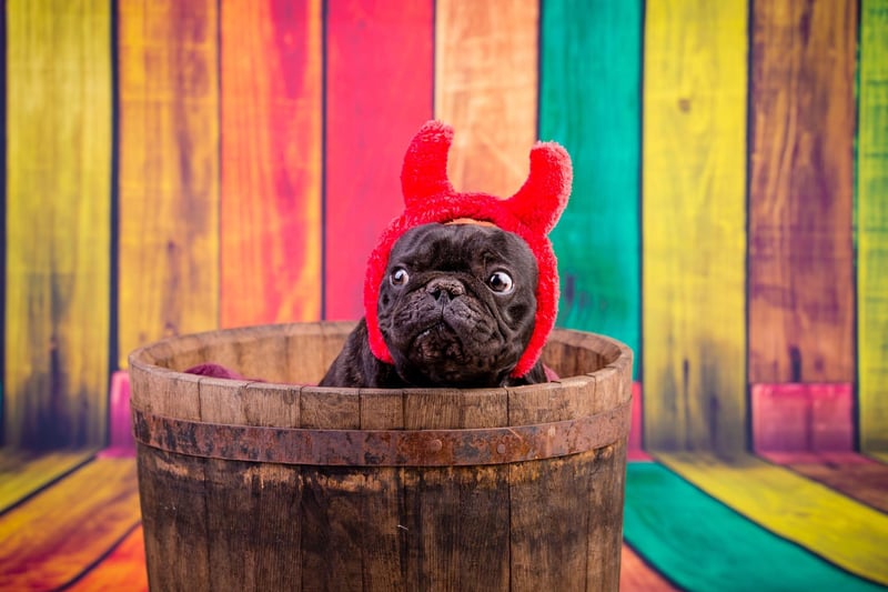 The French Bulldog is Britain's second favourite dog - and is six times more likely to develop heatstroke compared to the most popular - the Labrador Retriever.
