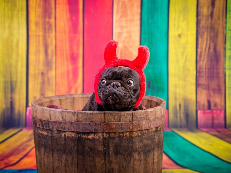 The French Bulldog is Britain's second favourite dog - and is six times more likely to develop heatstroke compared to the most popular - the Labrador Retriever.
