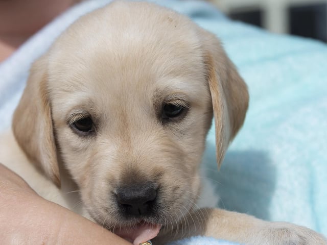 Eleven guide dog puppies have been given names inspired by Taylor Swift's lyrics and song titles.