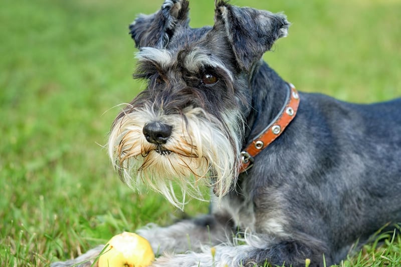 The Miniature Schnauzer, which originated in Germany in the middle of the 19th century, was the fourth most popular dog in the UK in 2020, with 4,778 new registrations.