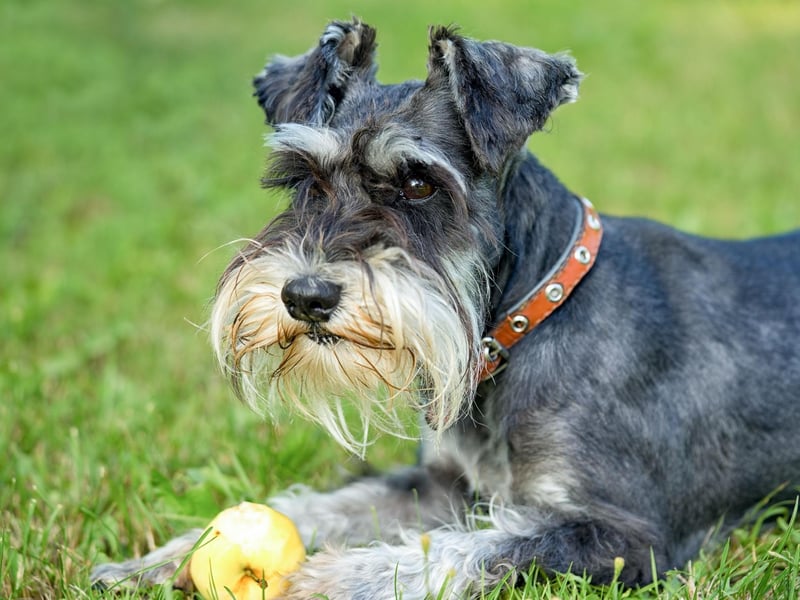 The Miniature Schnauzer, which originated in Germany in the middle of the 19th century, was the fourth most popular dog in the UK in 2020, with 4,778 new registrations.