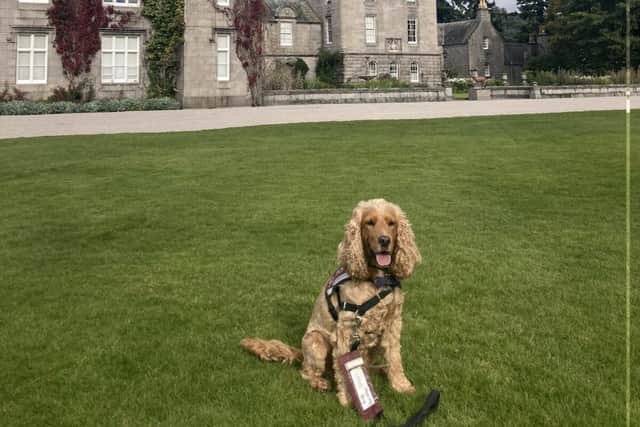 Hearing dog Inca prepares for the Great British Dog Walk at Balmoral Castle