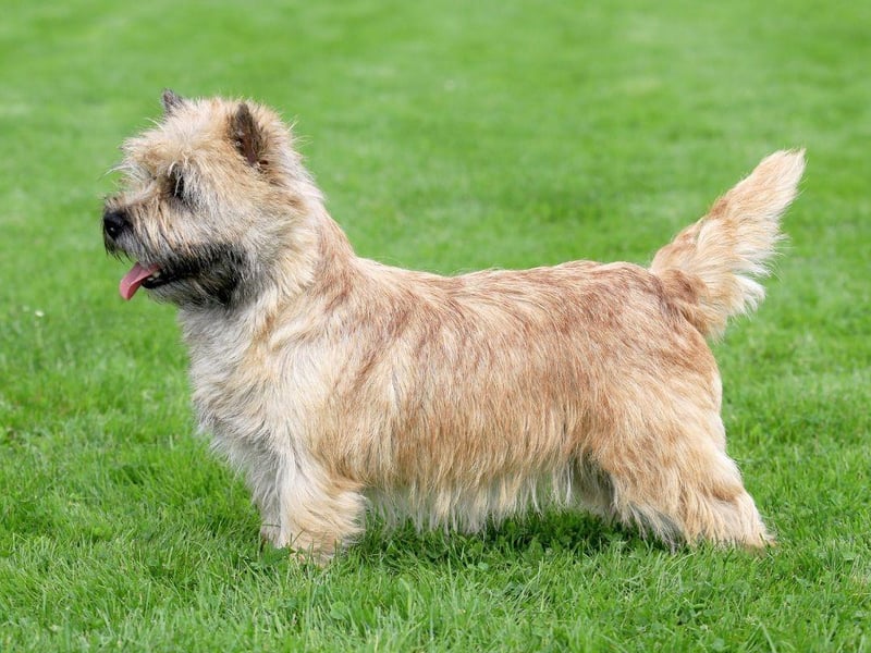 Along with its close cousin the Norfolk Terrier, the Norwich Terrier is the smallest of the hunting terrier breeds. They are easily distinguished from the Norfolk by their upright ears - compared to the drop ears of the Norfolk.
