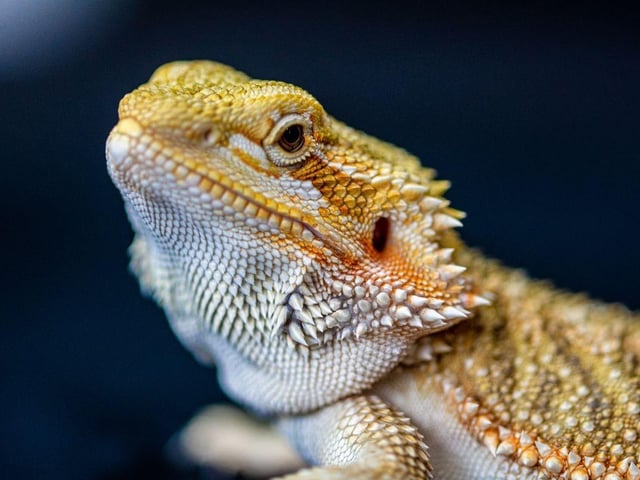 The 1 per cent of UK households who own a lizard have plenty of choice when it comes to breeds. The Bearded Dragon, Spiny-tailed Lizard, Leopard Gecko and Veiled Chameleon tend to tip the 'scales' when it comes to popularity.