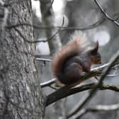 The survival of endangered red squirrels could be at greater risk in conifer plantations than in native broadleaf woodlands, new research has concluded