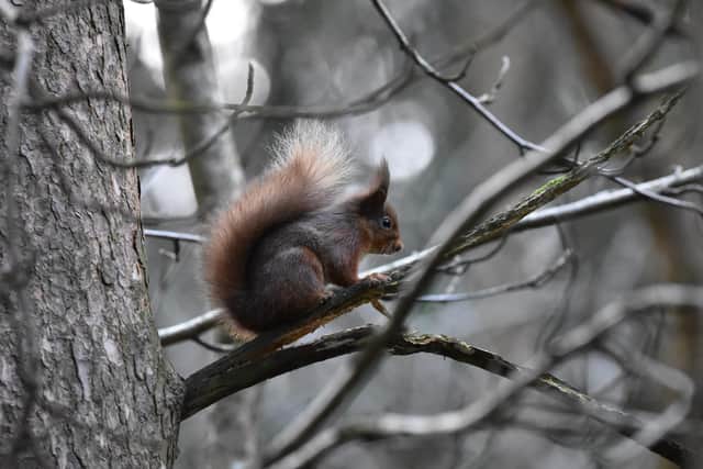 The survival of endangered red squirrels could be at greater risk in conifer plantations than in native broadleaf woodlands, new research has concluded