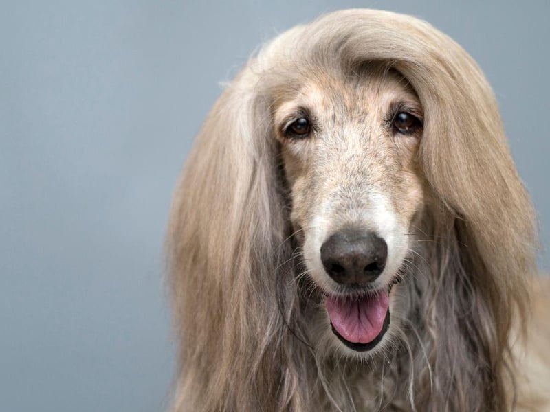 The challenges of being the owner of an elegant Afghan Hound are two-fold. Firstly, that long flowing hair needs a serious amount of grooming. Secondly they are one of the least intelligent dogs so are a challenge to train.