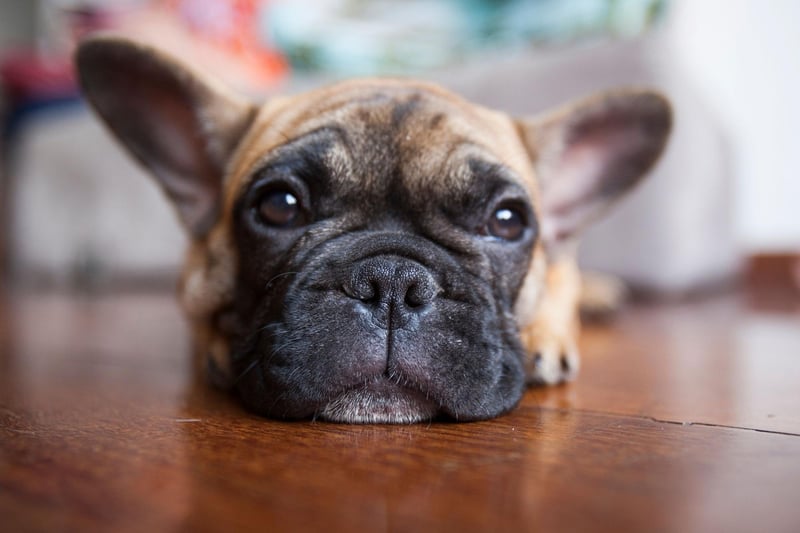 10 fun and interesting dog facts about adorable French Bulldogs