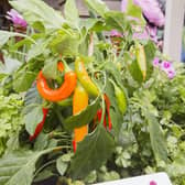 There are thought to be up to 4,000 varieties of chillies. Picture: Malcolm McCurrach