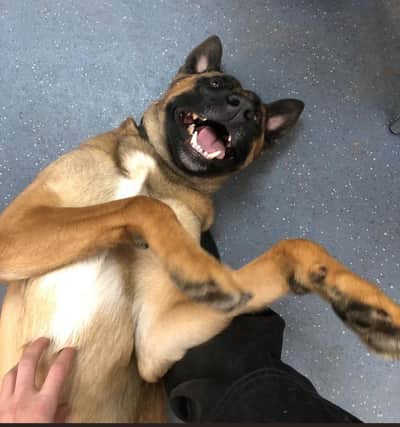 PD Bear after tracking down an 18-year-old man who was believed to be the driver of the car involved involved with a high speed police pursuit in Edinburgh.