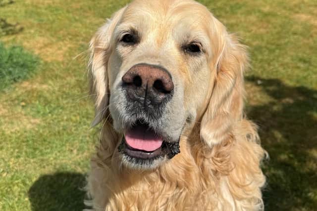Bilbo Baggins the golden on holiday
