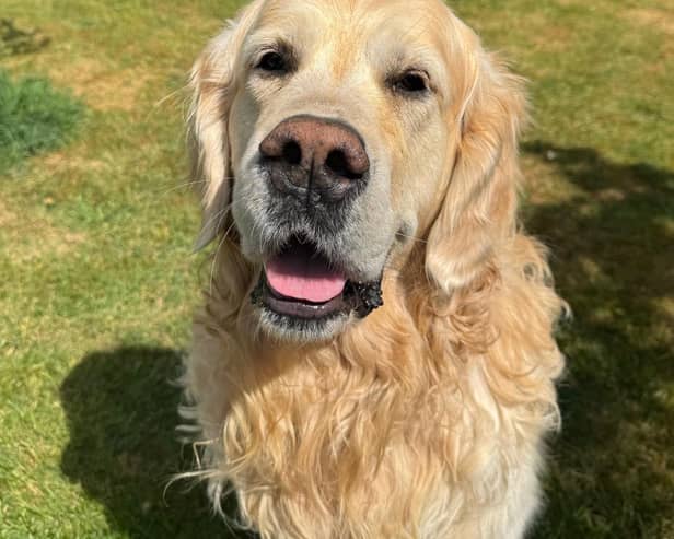 Bilbo Baggins the golden on holiday