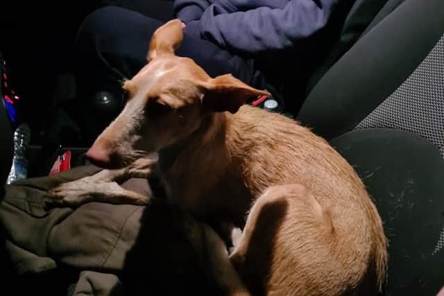 The dog, who was returned to her owners, after being found by Berwick Coastguard Rescue Team in the early hours of Thursday morning.
