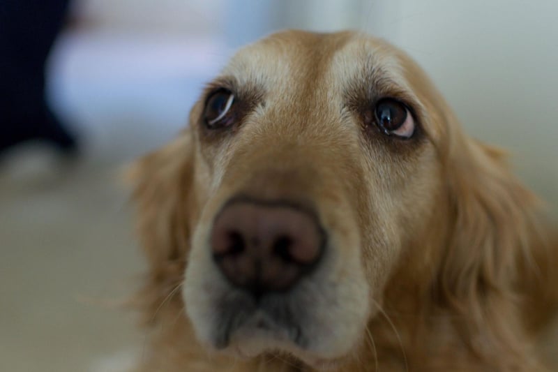 Like the Labrador Retrievers, Golden Retreivers are predisposed to suffer from PRA. Responsible breeders will not breed from a dog known to have the inherited condition.