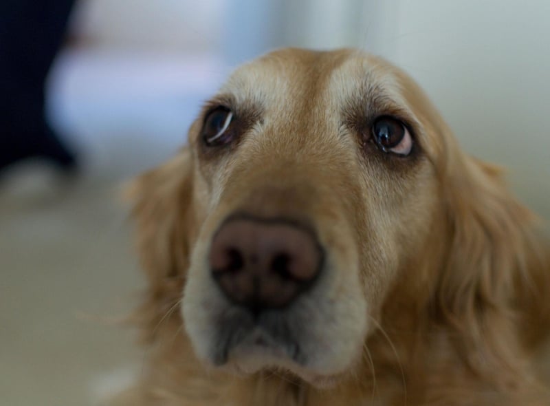 Like the Labrador Retrievers, Golden Retreivers are predisposed to suffer from PRA. Responsible breeders will not breed from a dog known to have the inherited condition.