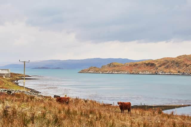 Highland cows close to the shore on the Ardfern Peninsula. Pic: Contributed.