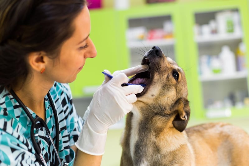Regular vet visits can allow them to keep an eye on your pet’s oral health, as well as other health issues that may arise. If you’re worried about your dog’s teeth, speak to your vet as they are best placed to monitor your pet and offer advice.