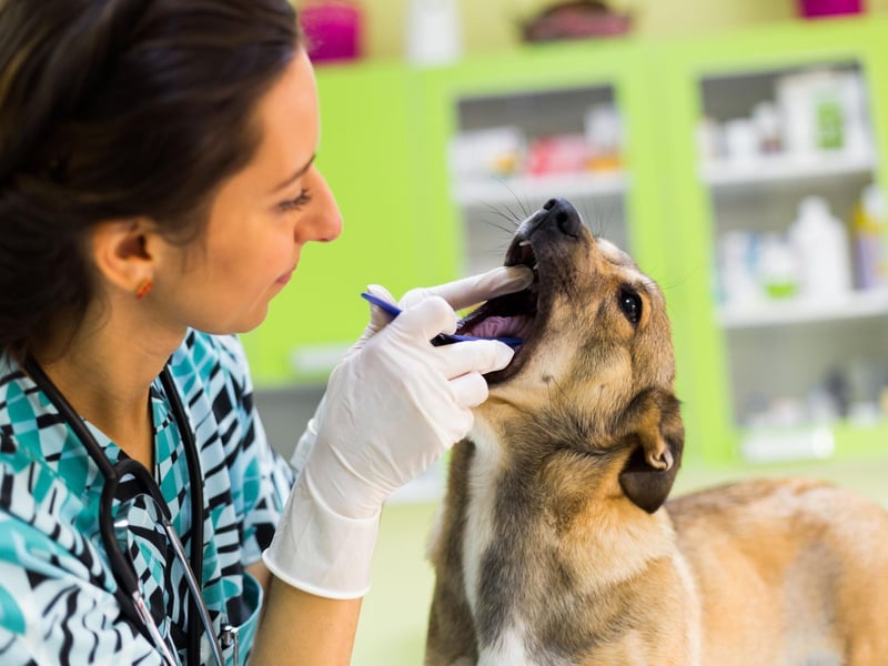 Regular vet visits can allow them to keep an eye on your pet’s oral health, as well as other health issues that may arise. If you’re worried about your dog’s teeth, speak to your vet as they are best placed to monitor your pet and offer advice.