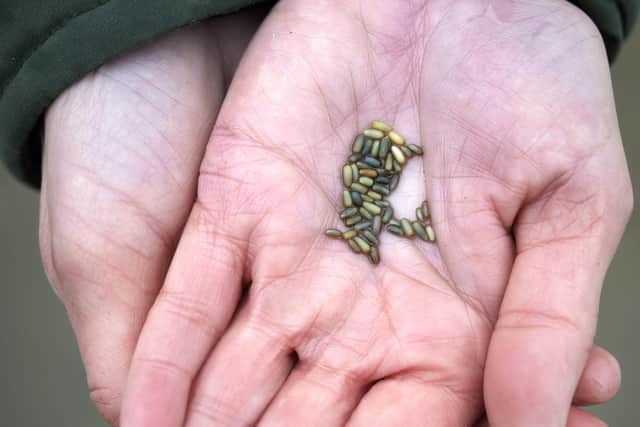 Seagrass seeds (Pic. Maverick Photo Agency)