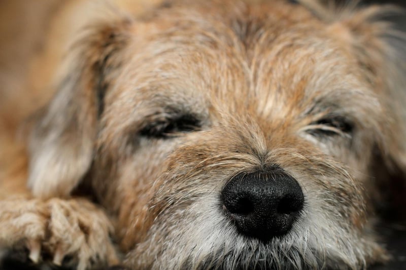 The breed has only been known as the Border Terrier since the late 1800s - before then it was referred to as the Coquetdale Terrier or Redesdale Terrier.